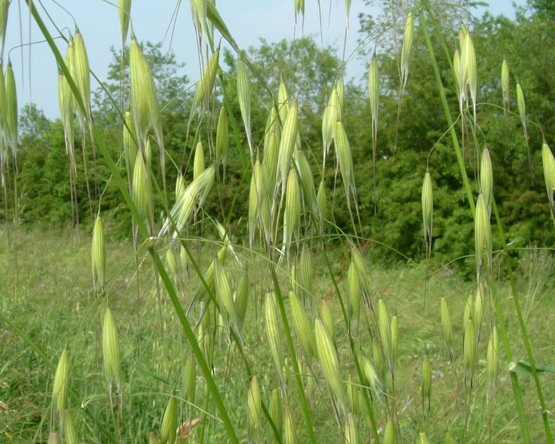 Avena